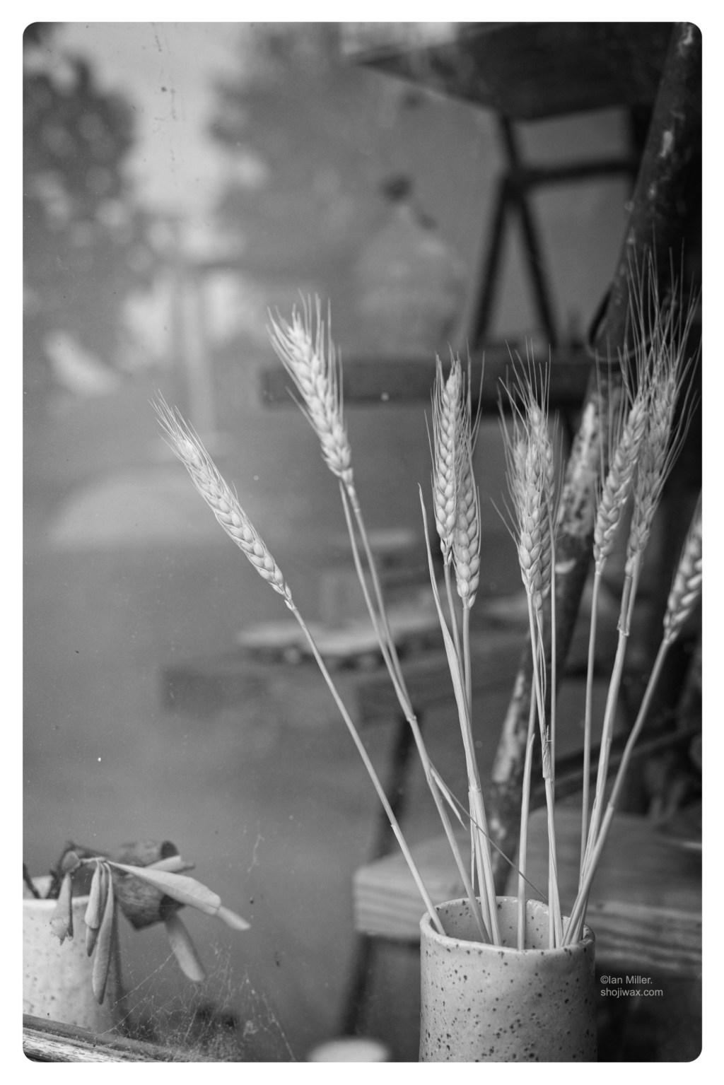 Monochrome photo of a bunch of wheat stalks in a small clay cup taket through a glass window.