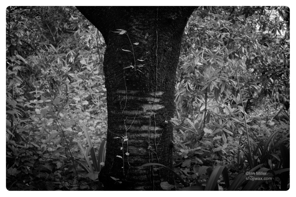 Monochrome photo close-up of tree trunk with several old longitudinal cuts into its trunk.