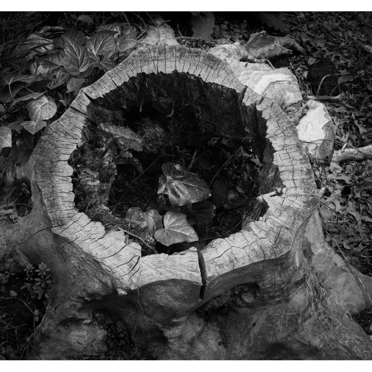 The circle of&nbsp;life.