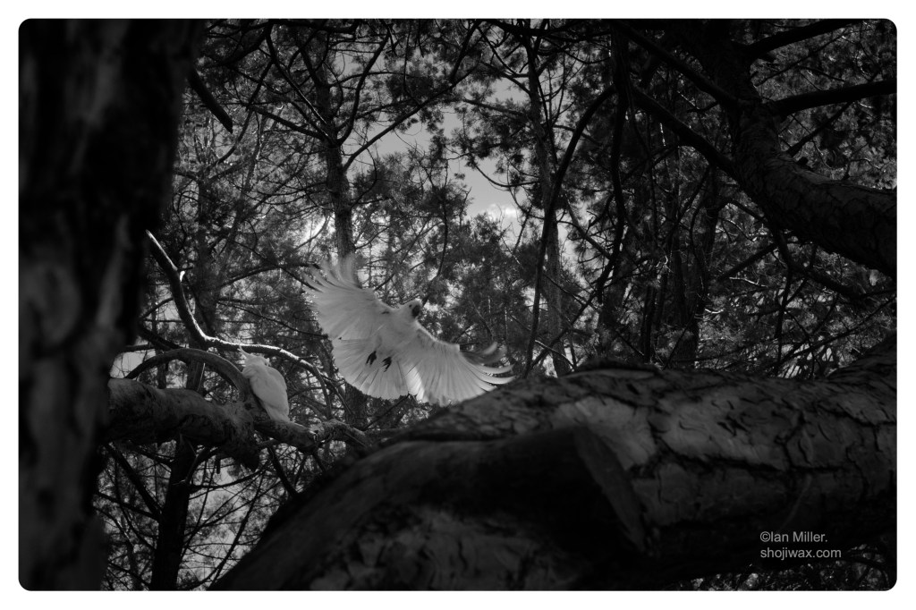 Monochrome dark photo of white cockatoo flying amongst overhead branches.