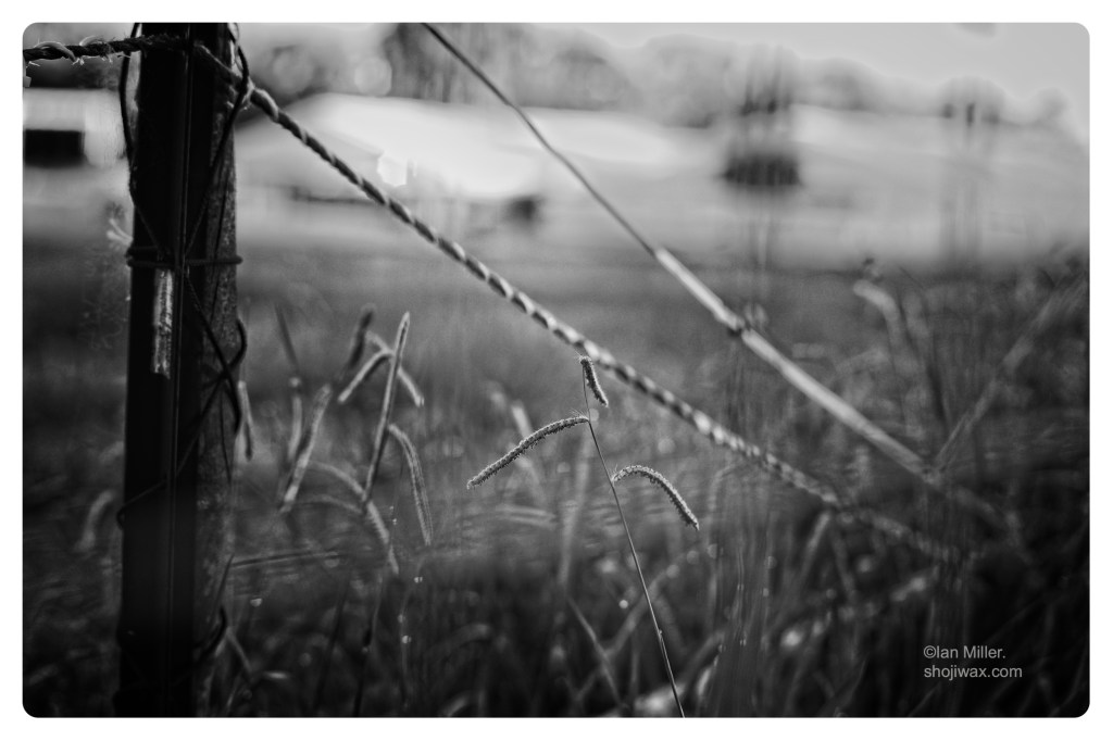 Monochrome photo of grasses viewed through a wire fence.