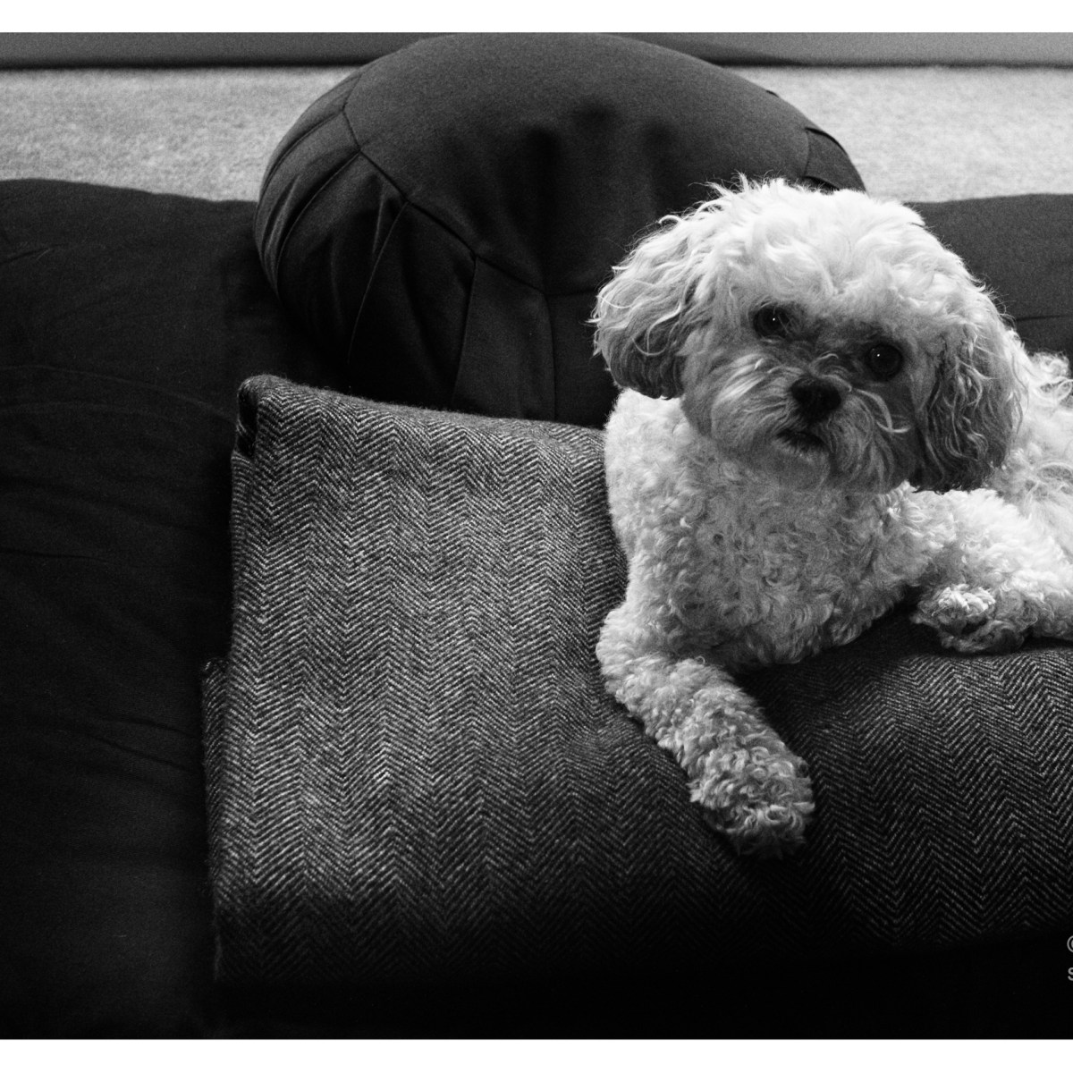 Beaten to the&nbsp;cushion.