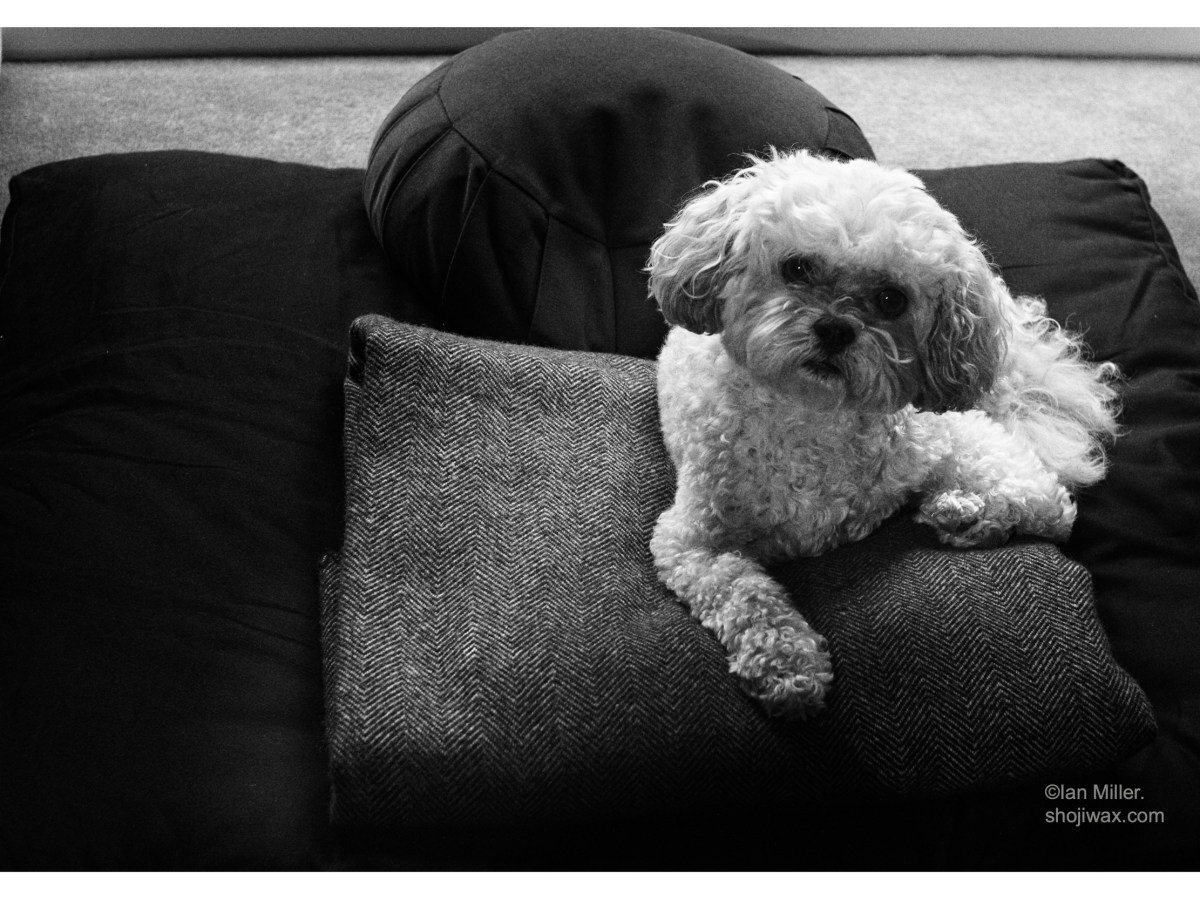 Beaten to the&nbsp;cushion.