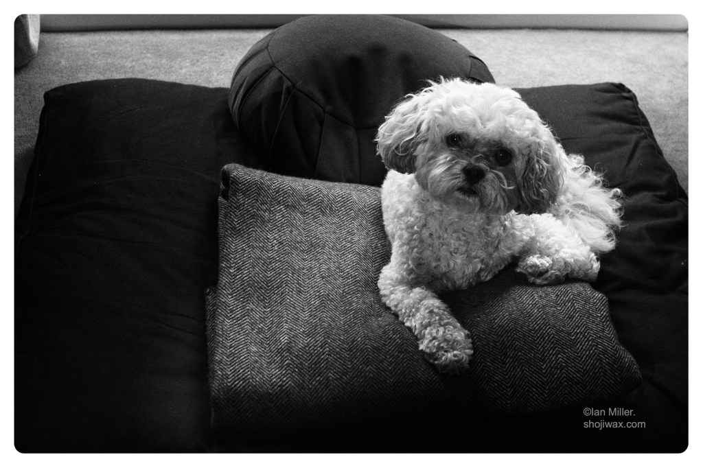 Monochrome photo of small white dog looking up at the camera as he sits on a meditation mat.