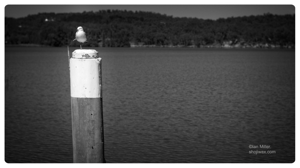 Monochrome photo of a seagull on one leg standing on a mooring pole. In the background is a large lake.
