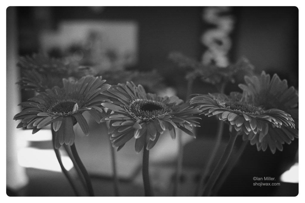 Monochrome photo of a bunch of flowers against a blurred background.