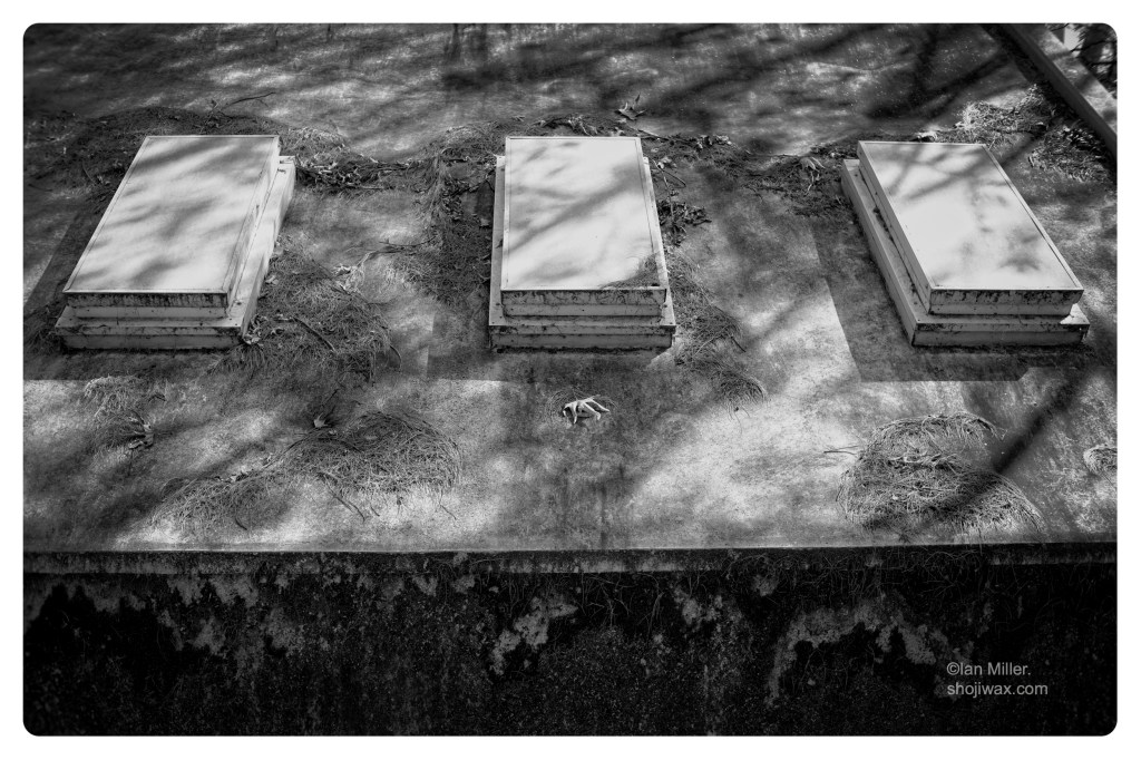 Monochrome photo of large concrete bunker covered sparcly with tree foliage. In the centre of the picture are 3 raised rectangular objects.