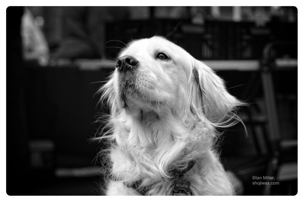 Monochrome portrait photo of labrador dog against a dark background