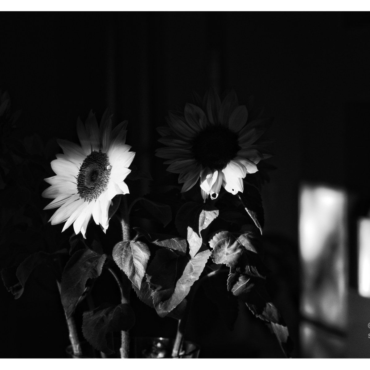 The sunflowers.