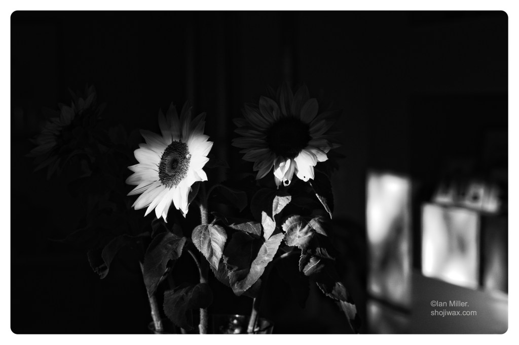 Monochrome photo of small bunch of sunflowers in a vase. Most of the photo is in shadow.
