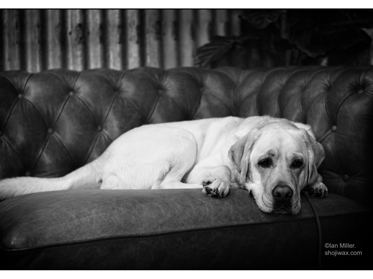 It’s all about the&nbsp;dogs.