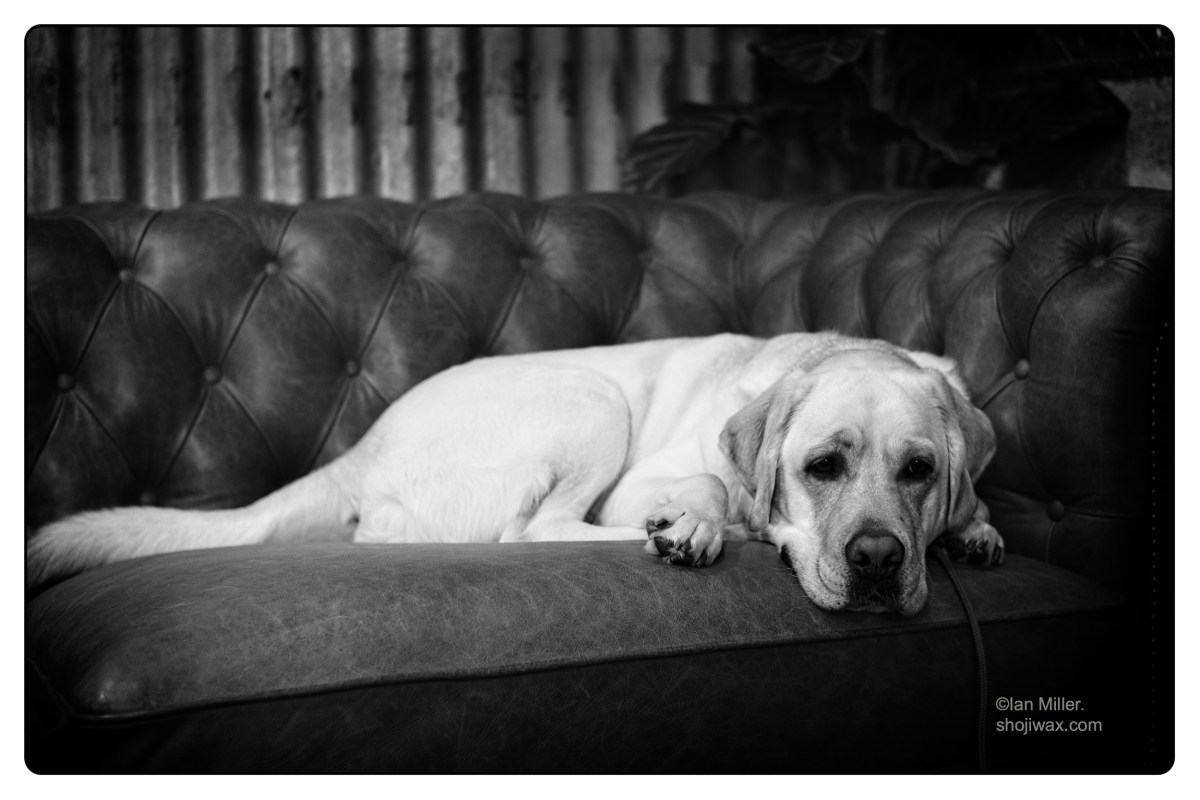It’s all about the&nbsp;dogs.