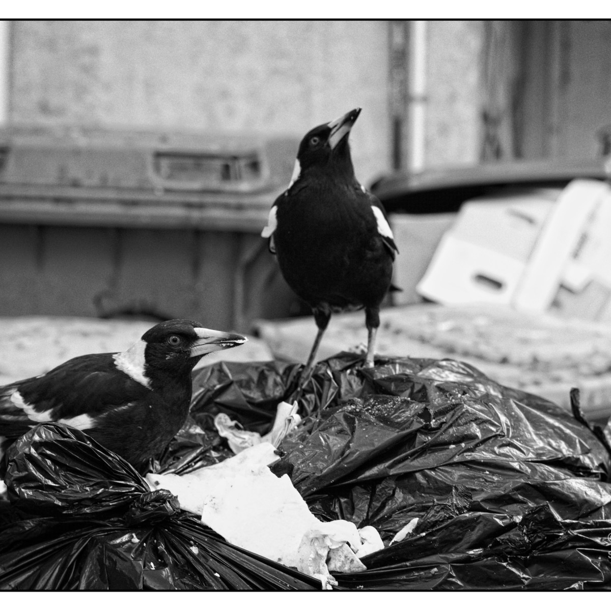 Rubbish birds and other things&nbsp;glimpsed.