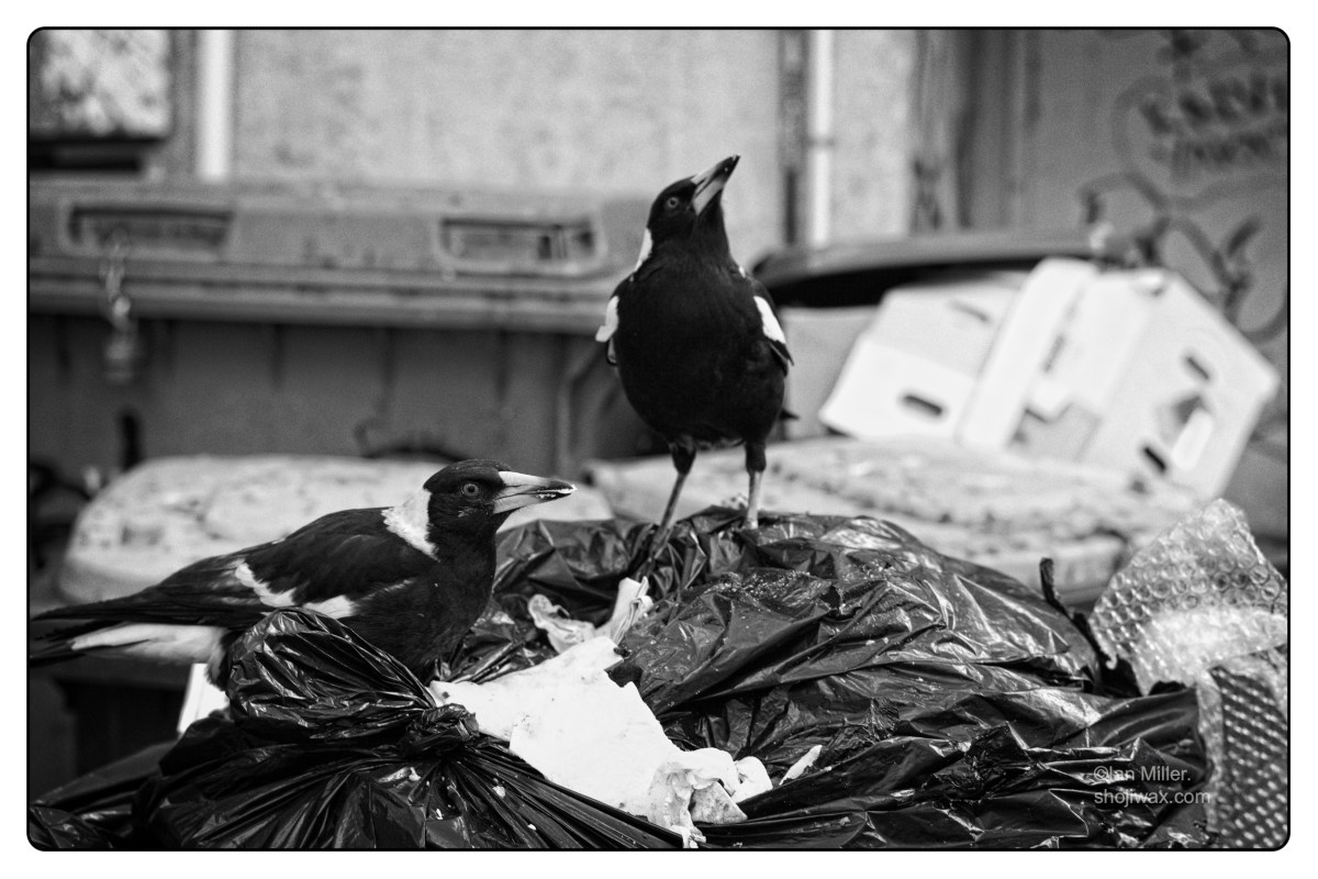 Rubbish birds and other things&nbsp;glimpsed.