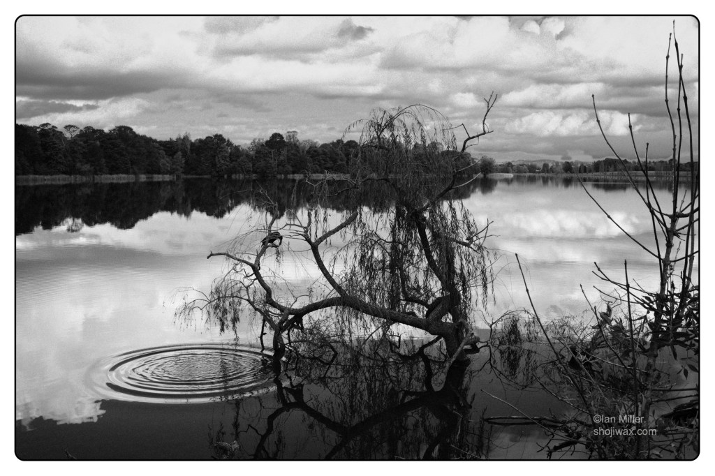 Monochrome photo of small bird on the branch of a tree that is growing at the egde of a lake.