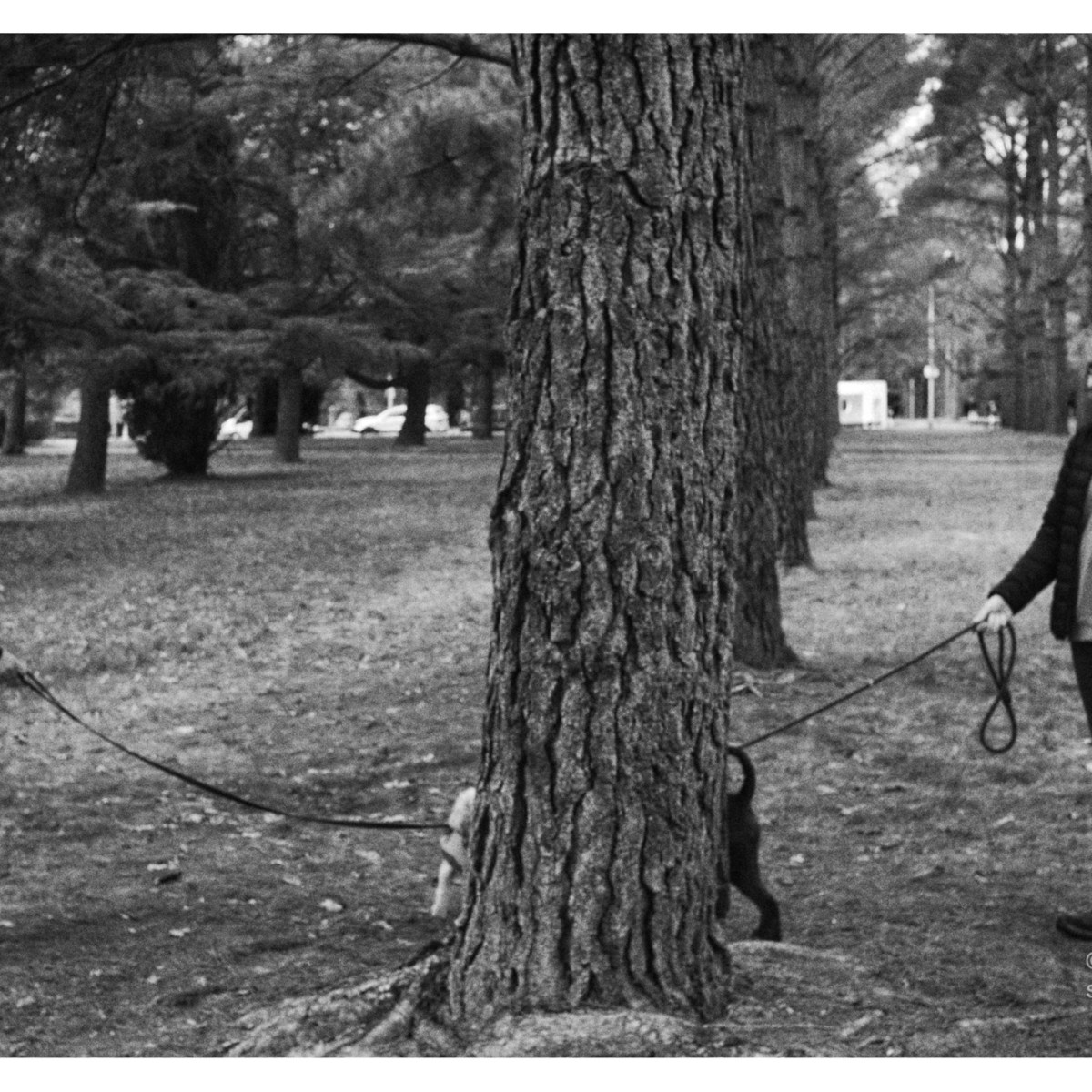 Meetup at the pee&nbsp;tree.