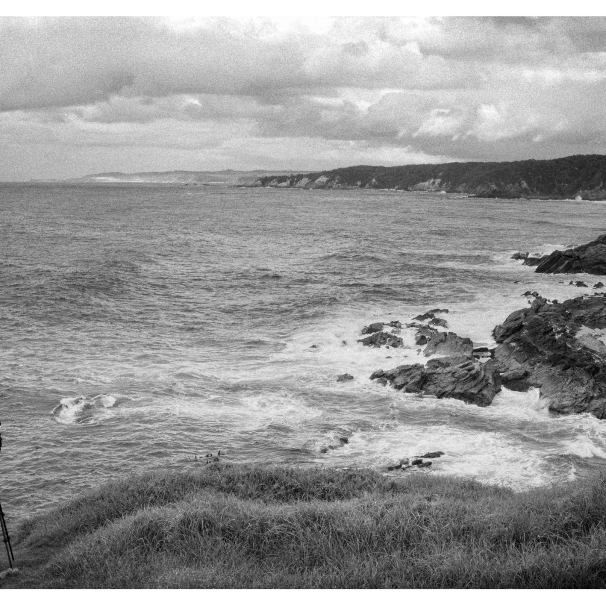 Shooting Gulls.