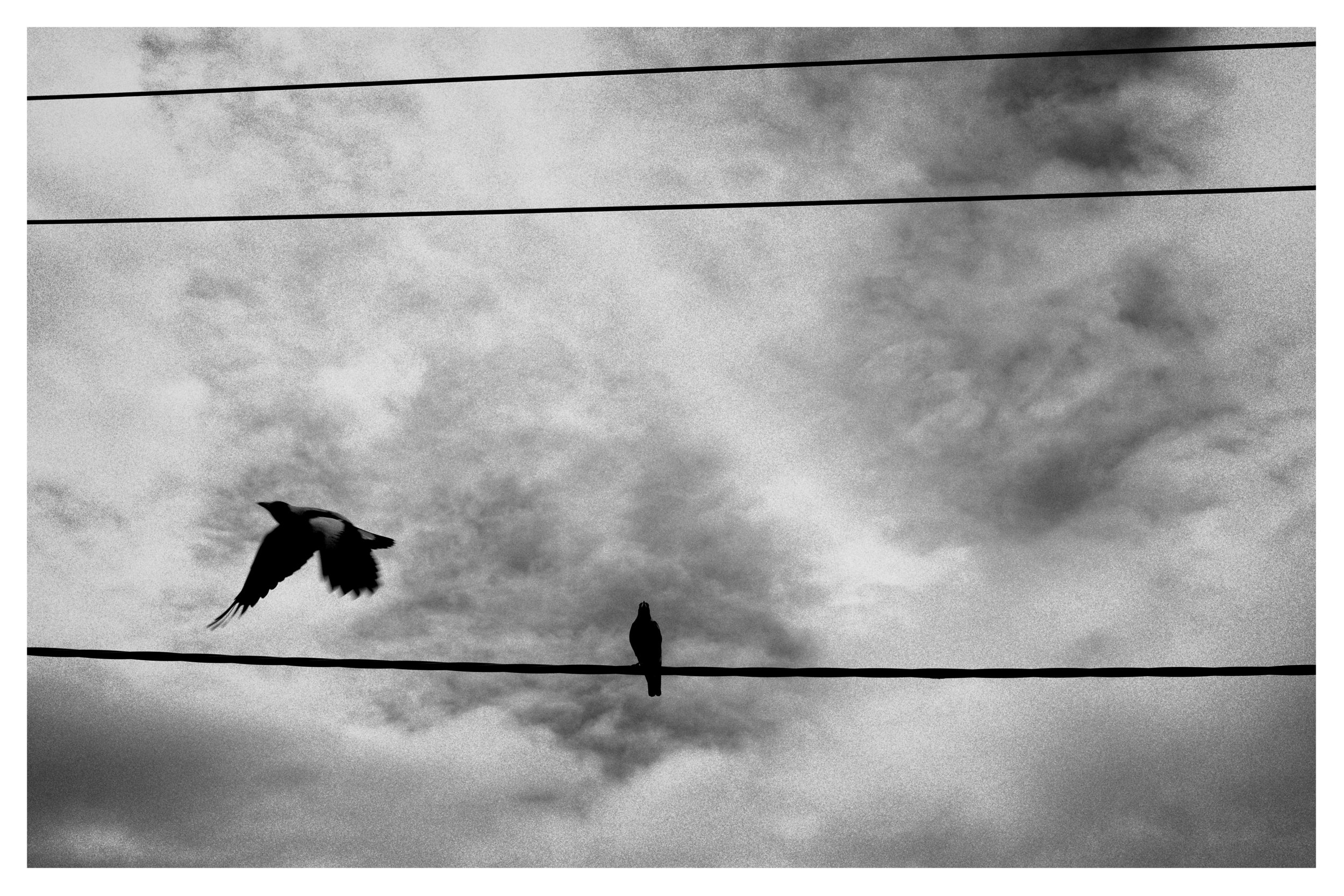 Bird on a wire.