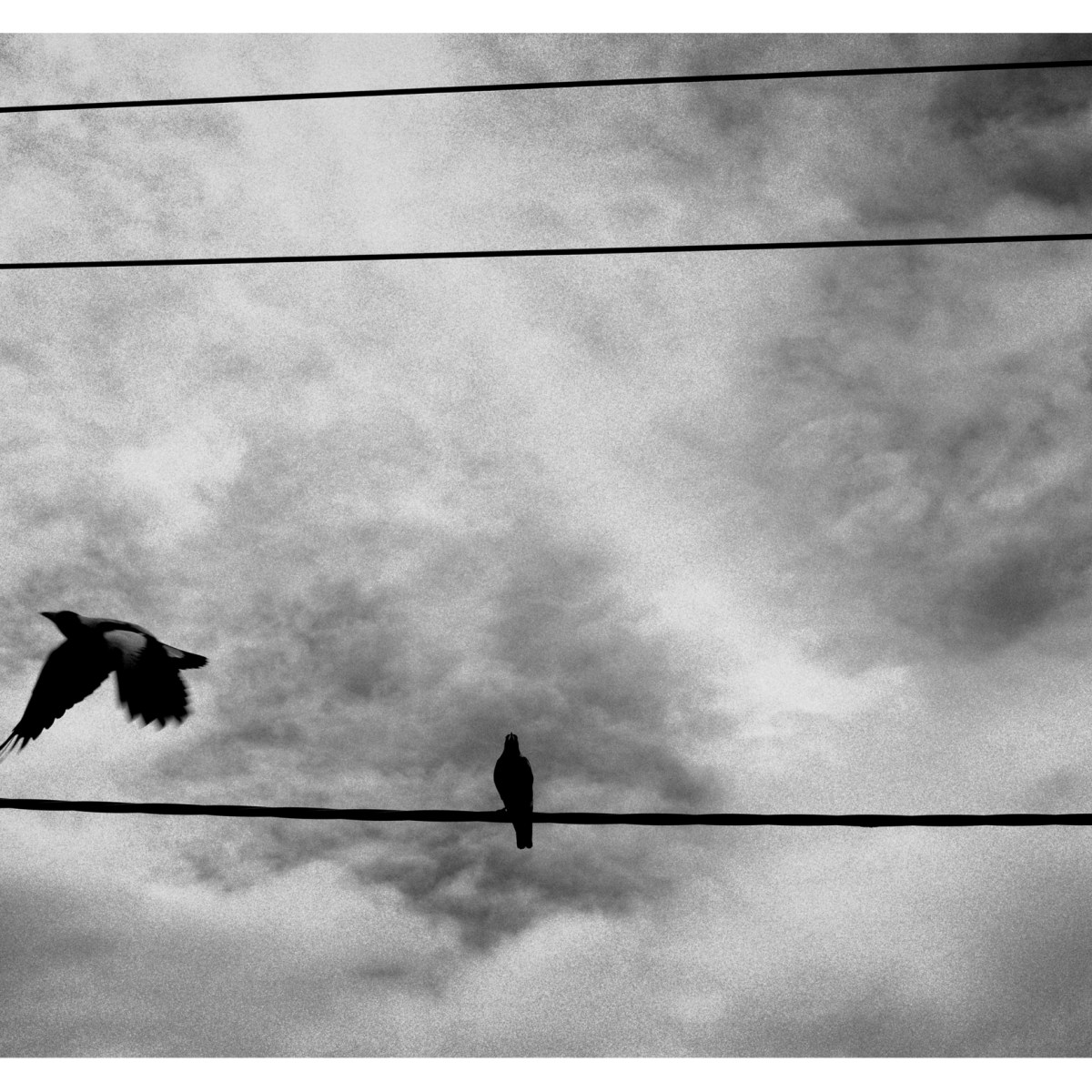 Bird on a&nbsp;wire.