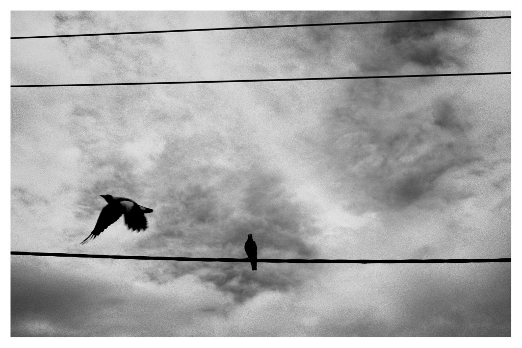 Monochrome photo of two magpies. One is perched on a power line the other ,in flight , has just left.