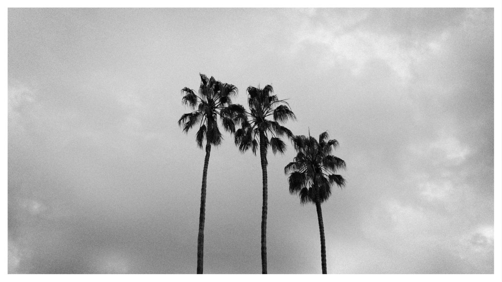 Monochrome photo of 3 palm trees in silhouette against a moody sky.