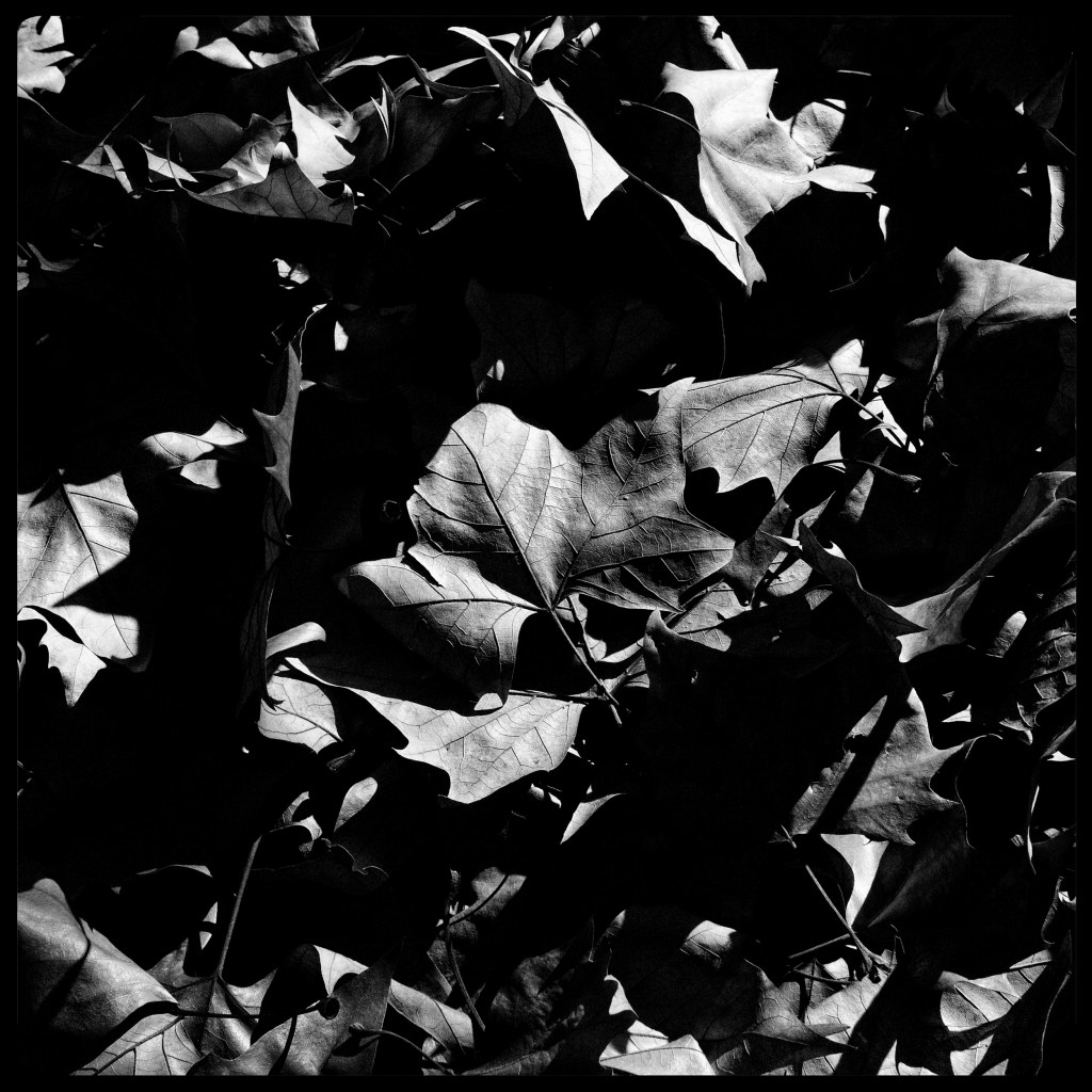Monochrome photo of fallen oak tree leaves.