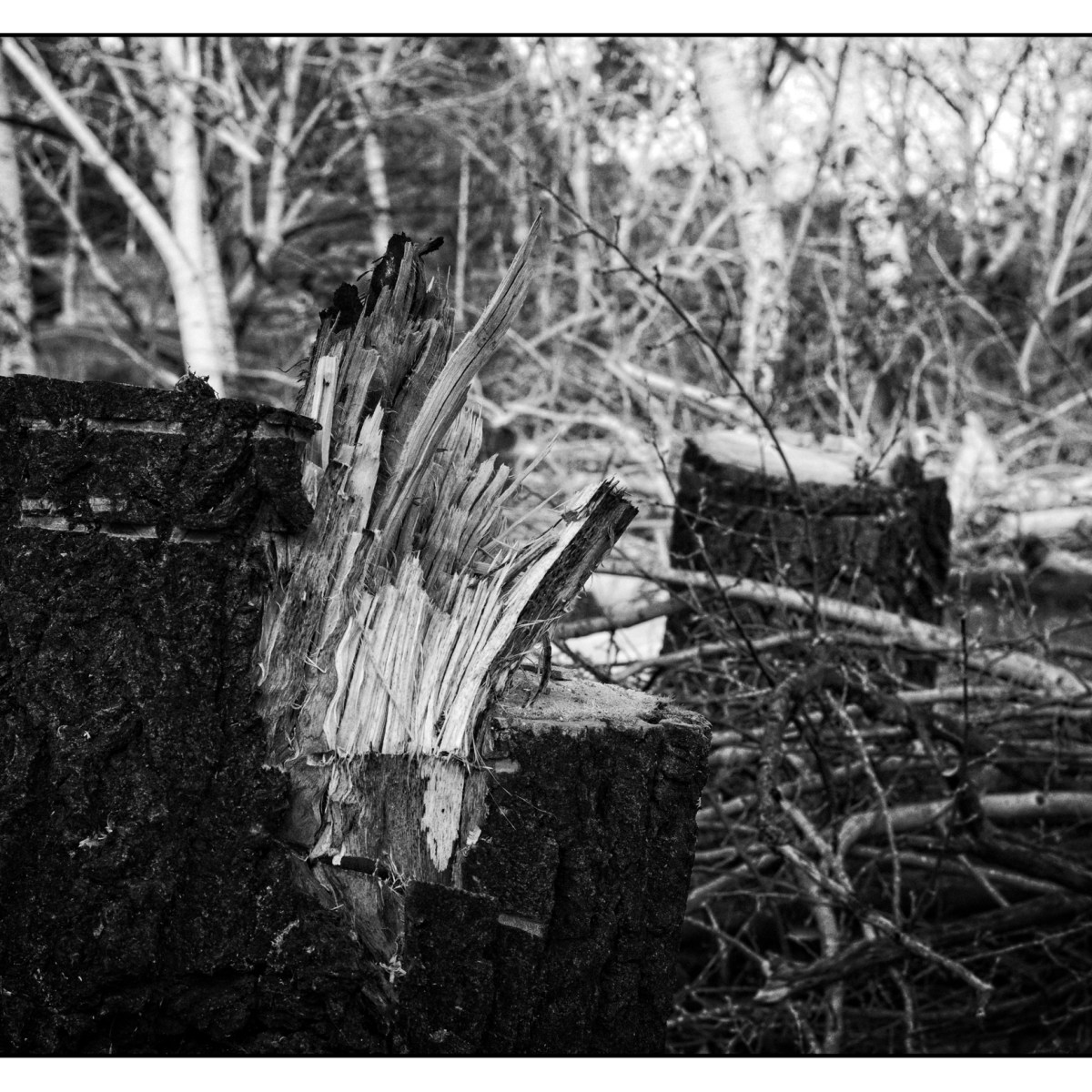 Wood trauma.
