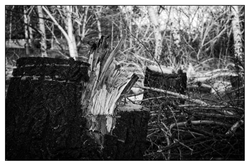 Monochrome photo of a felled tree stump