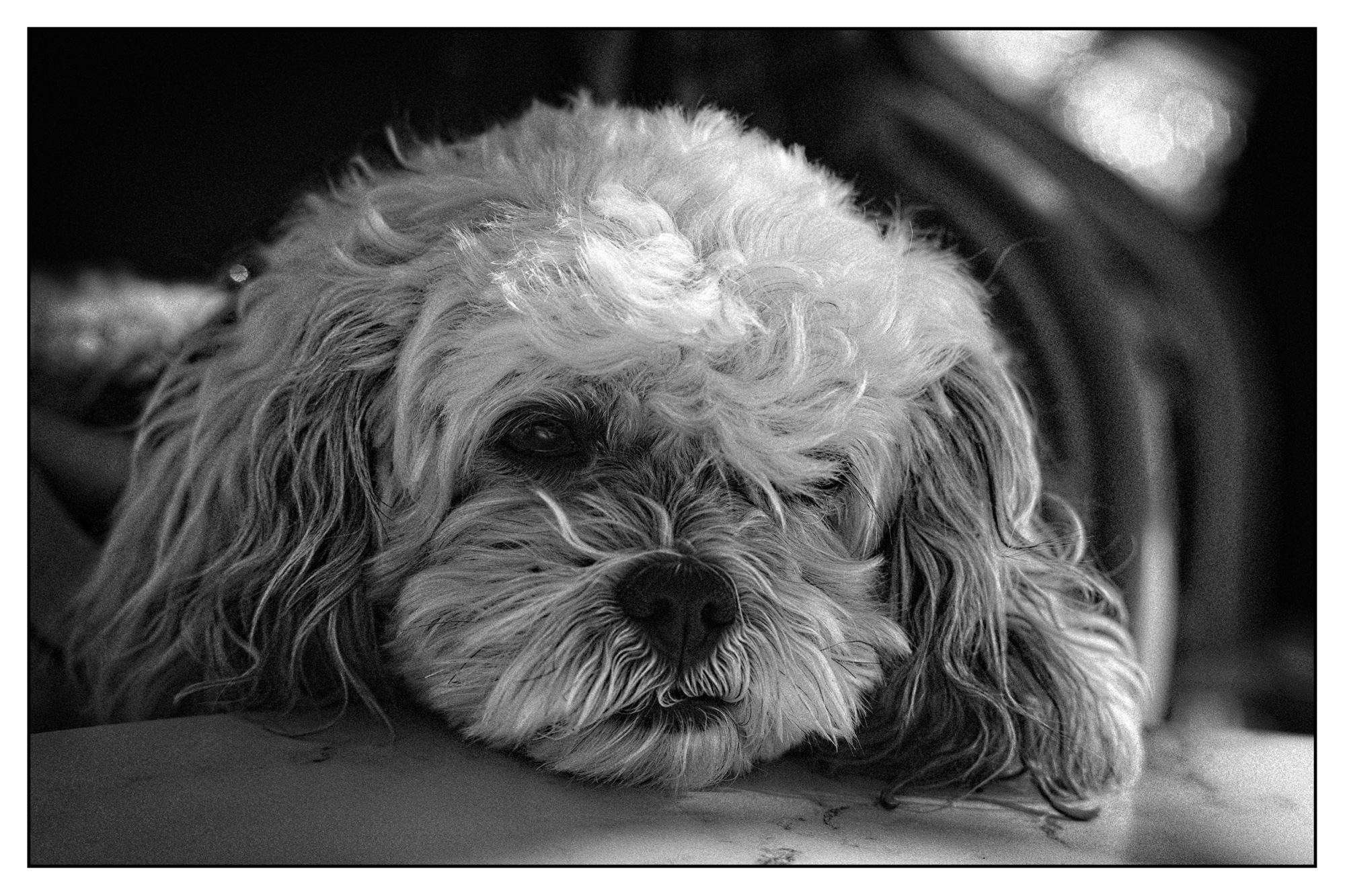 My pensive dog.