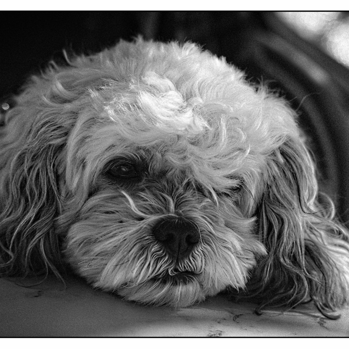 My pensive dog.