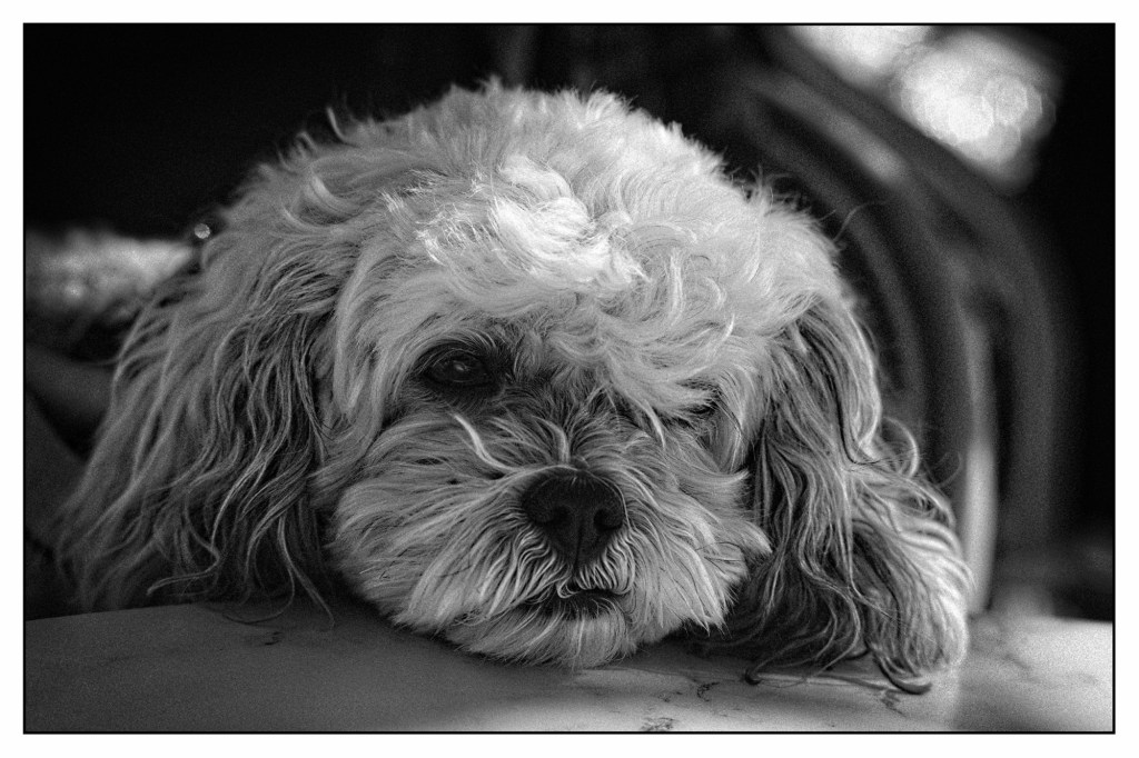 Monochrome photo close up of the face of a scruffy dog.