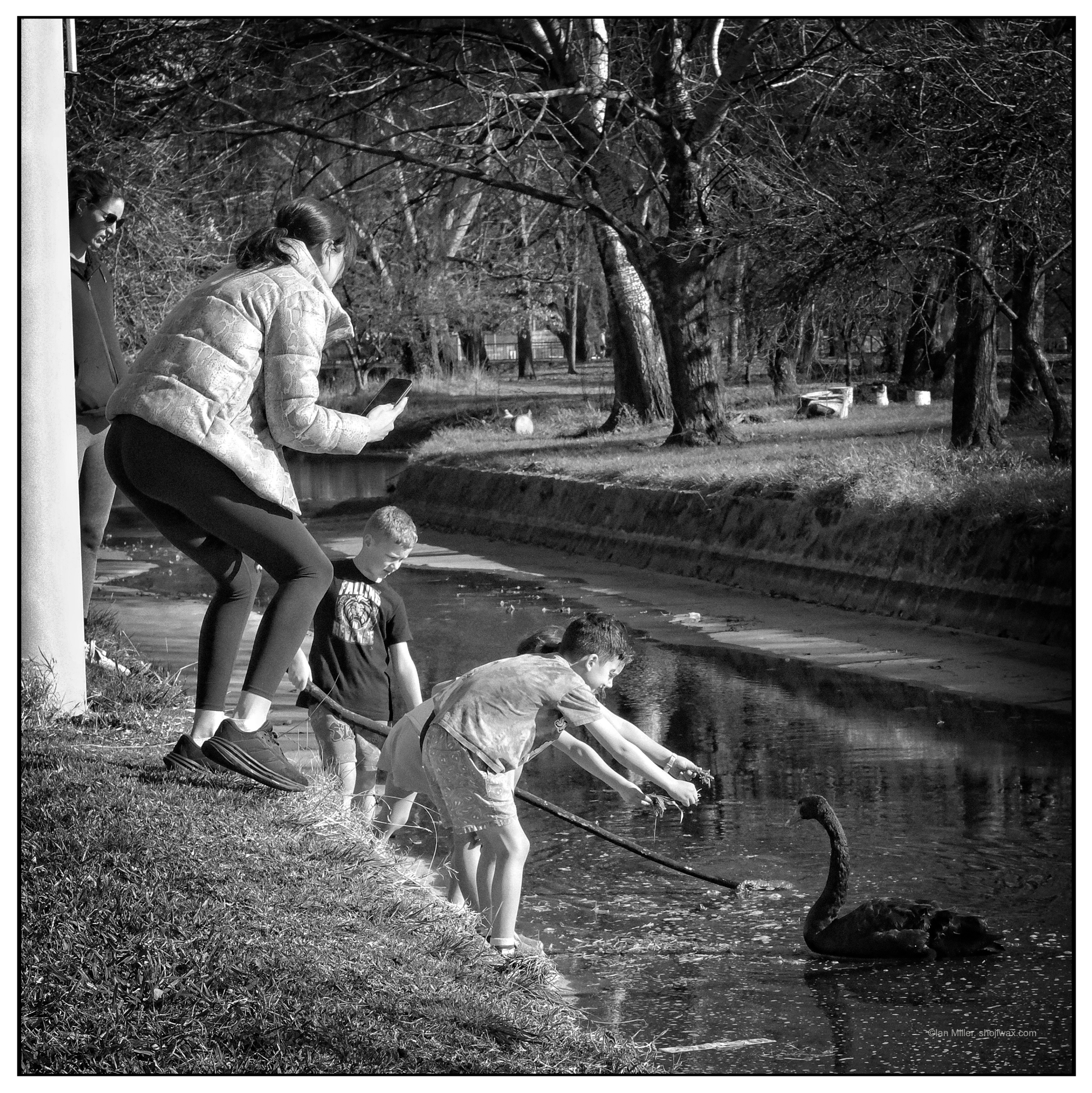 Monochrome photo of a group of children reaching out to give grass to a swan floating on a narrow stream. Their mother is photographing the event with her iPhone.