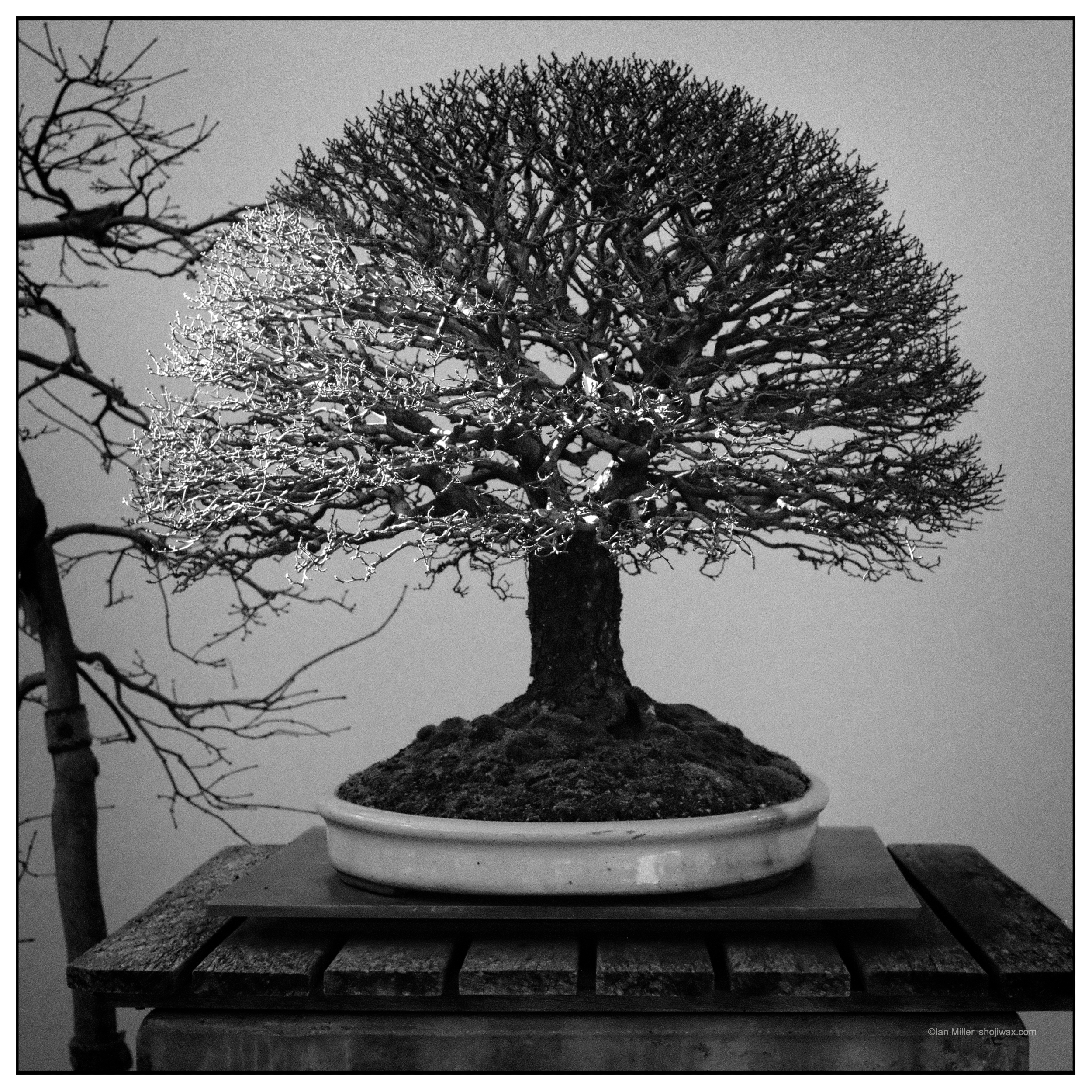 Monochrome photo of a single semi-circular bonsai tree.