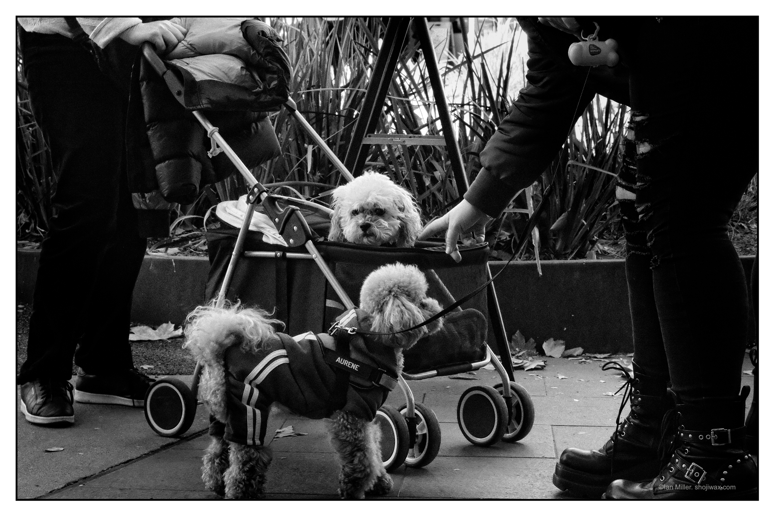 Monochrome photo of a small white scruffy dog looking out from a stroller at another small dog who is wearing a 'tracksuit'