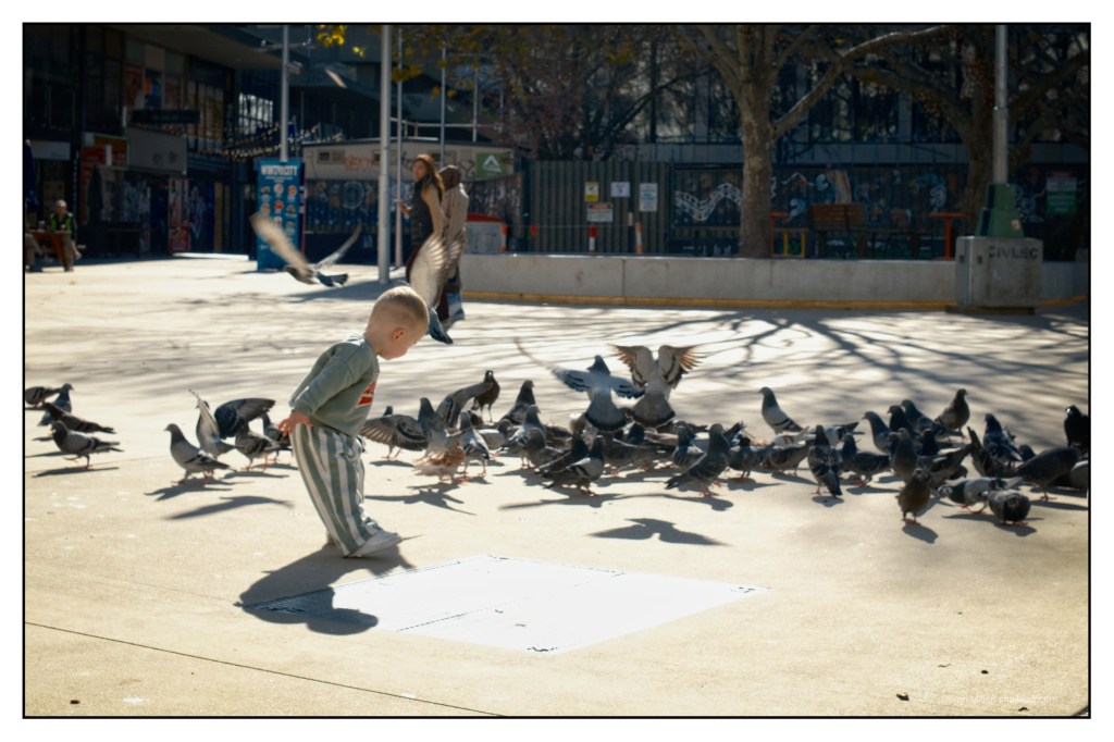 Colour photo of young boy bending over looking at a flock of pidgeons.