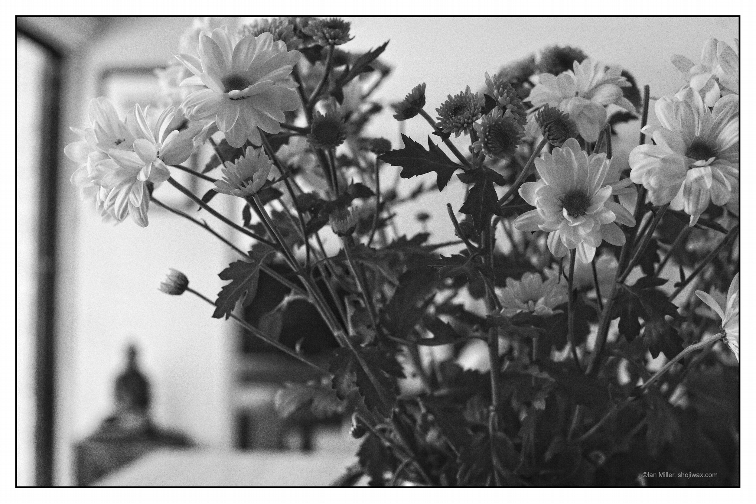 Monochrome photo of a bunch of flowers.