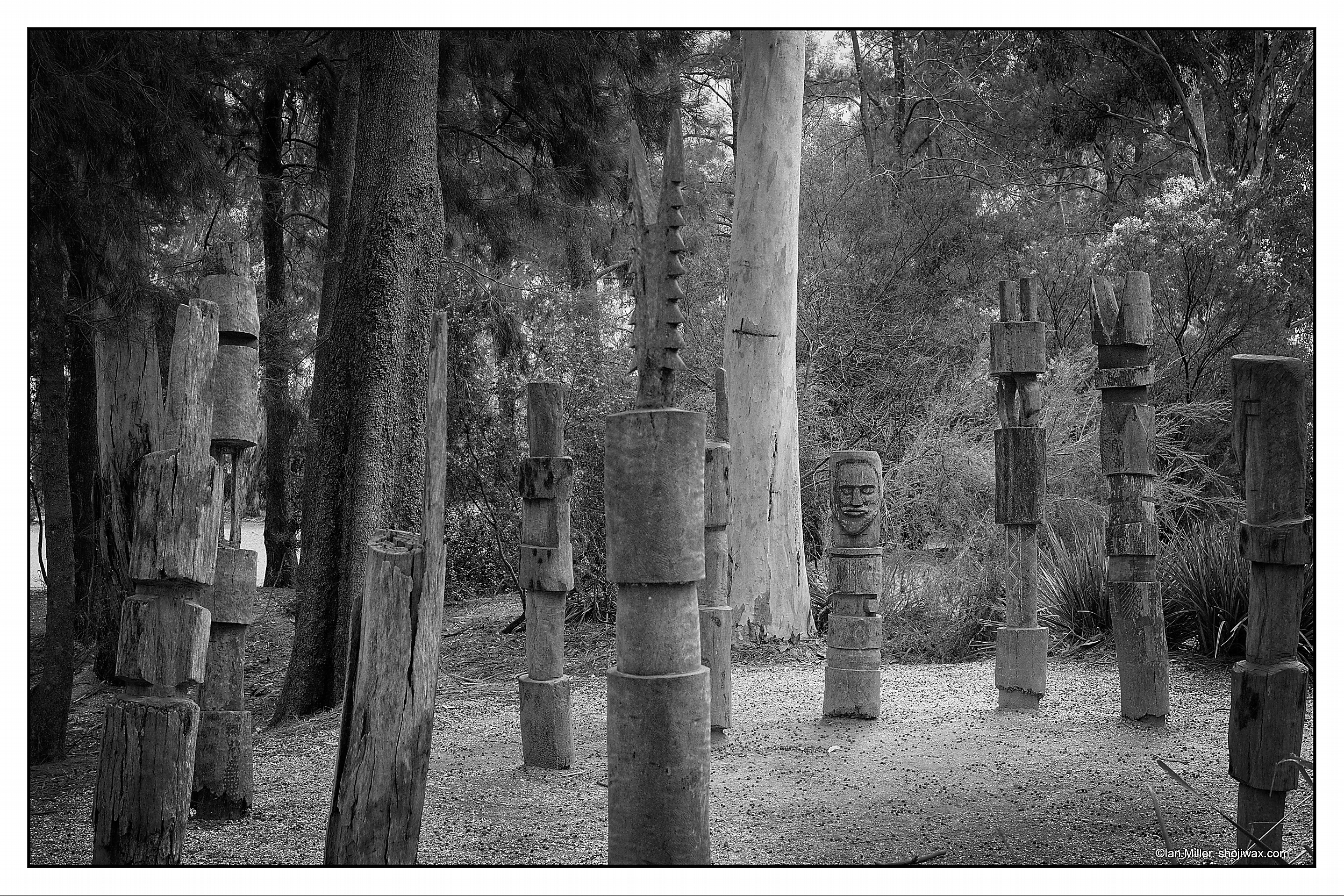 Monochrome photo of a group of first nations carved poles set amongst gum trees.