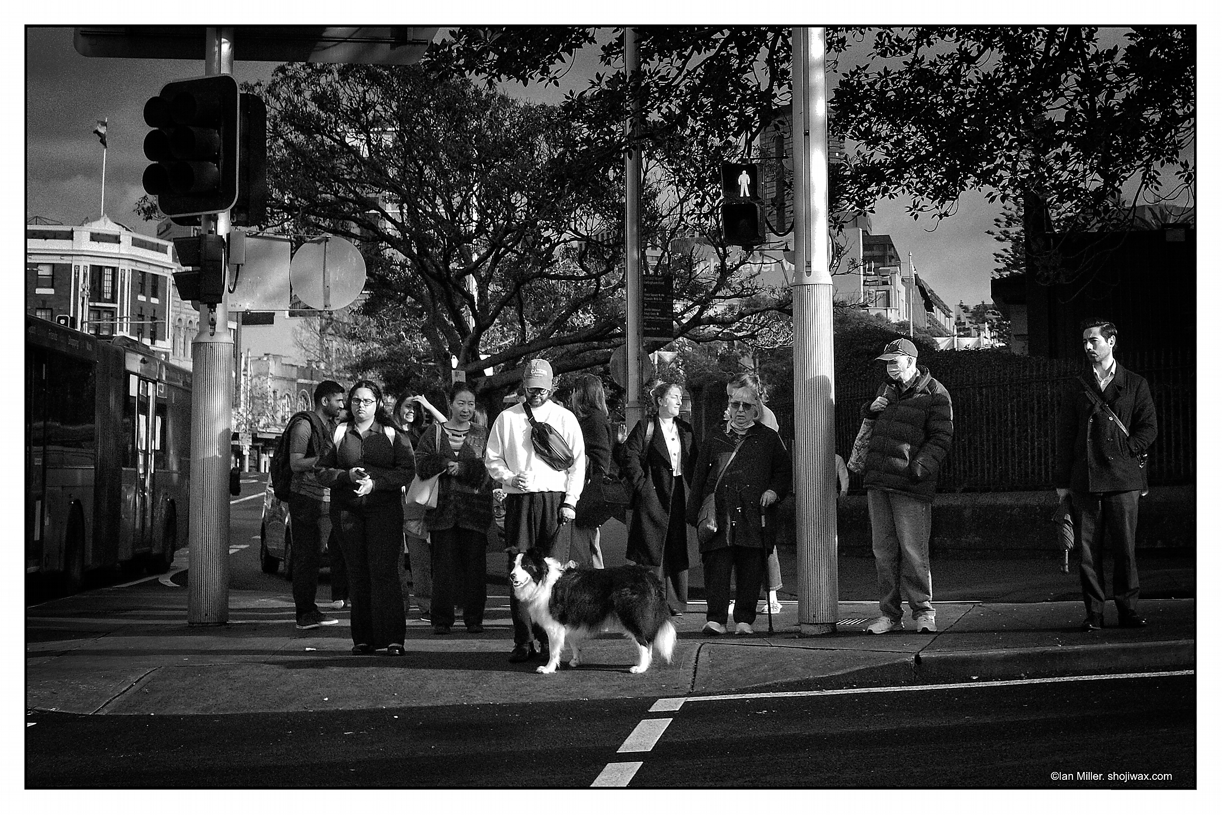 Monochrome photo of boarder collie dog with is owner amidst a group of people at a pedestrian crossing.