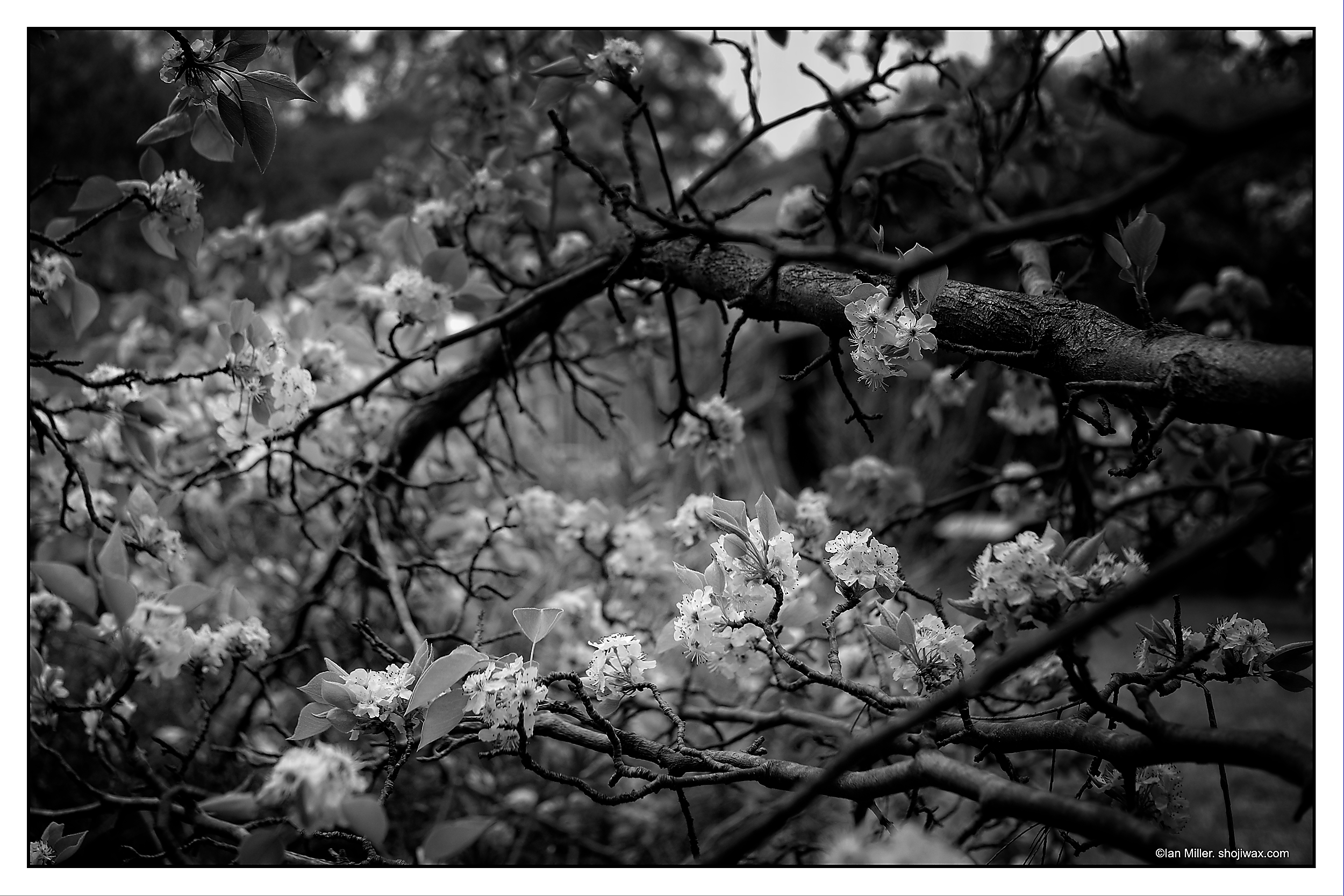 Monochrome photo of tree branch with blooms.