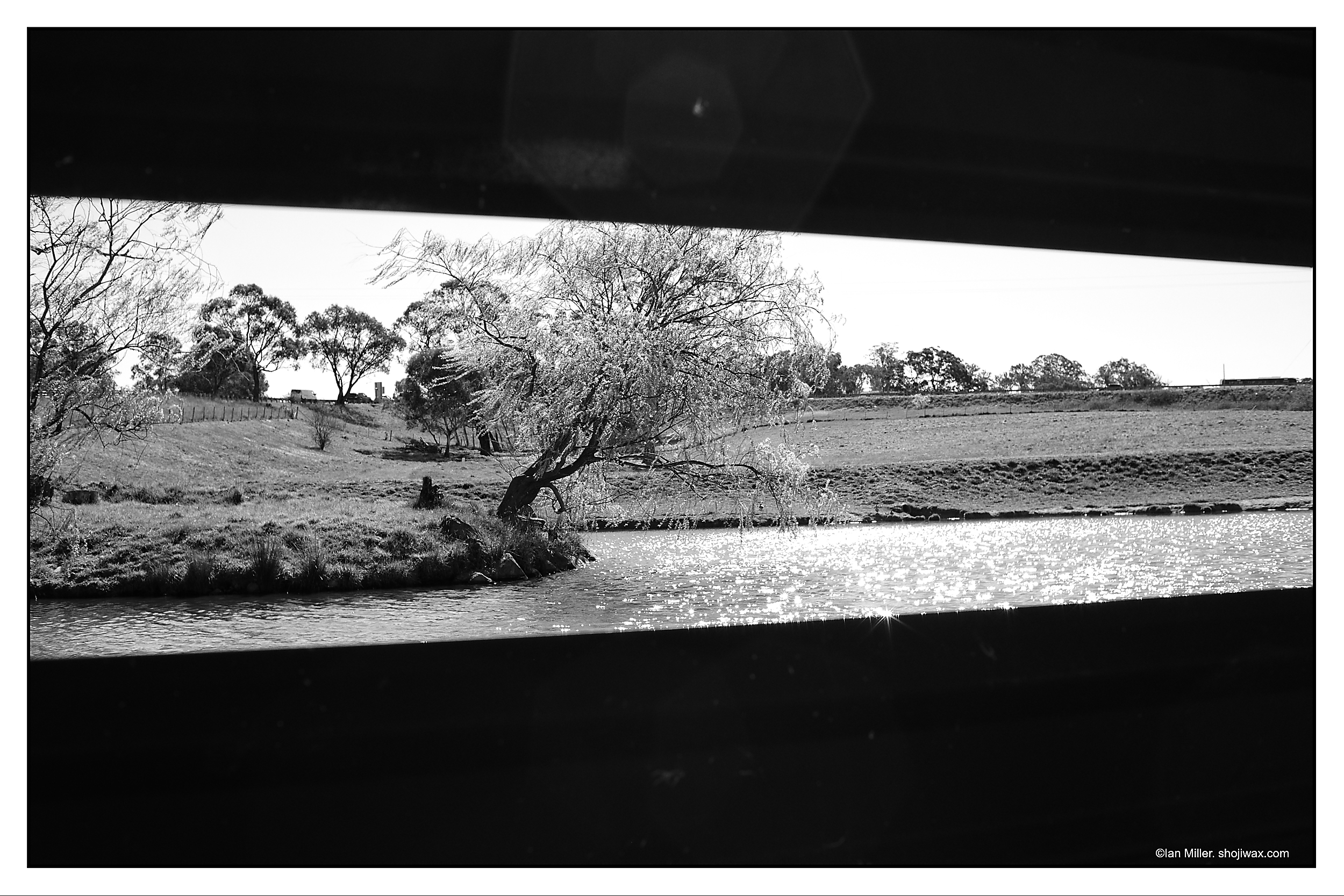 Monochrome photo of a tree in spring blossom leaning out over a small lake. The top and bottom of the picture are framed by a dark fence.